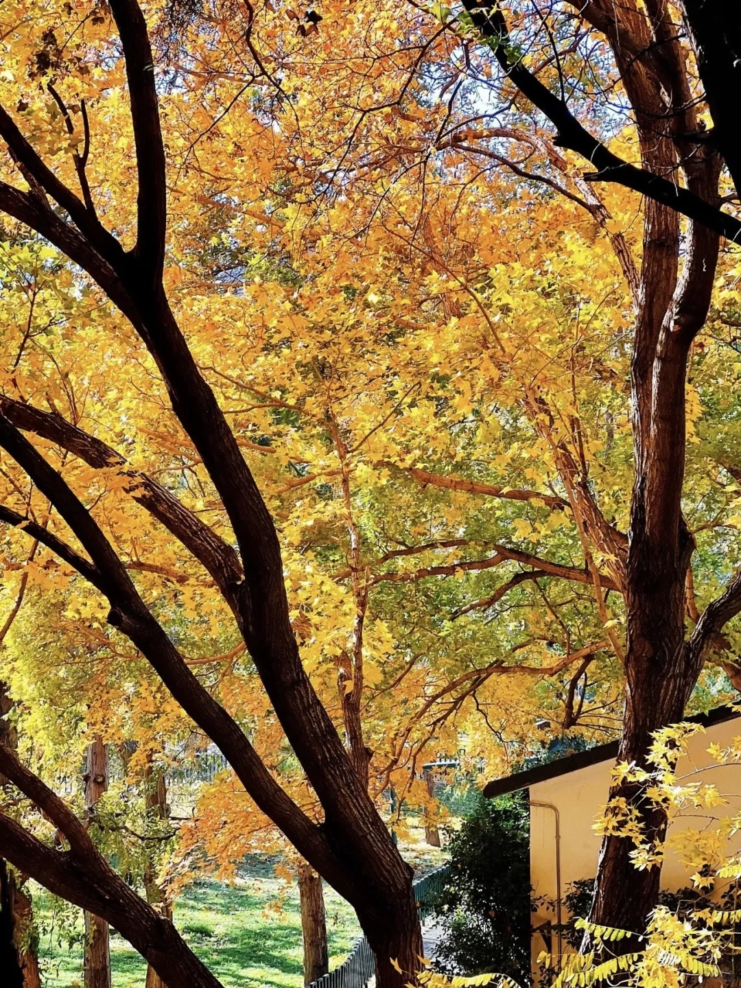 停停停🤚！！！秋天来北京必去景点来了‼️