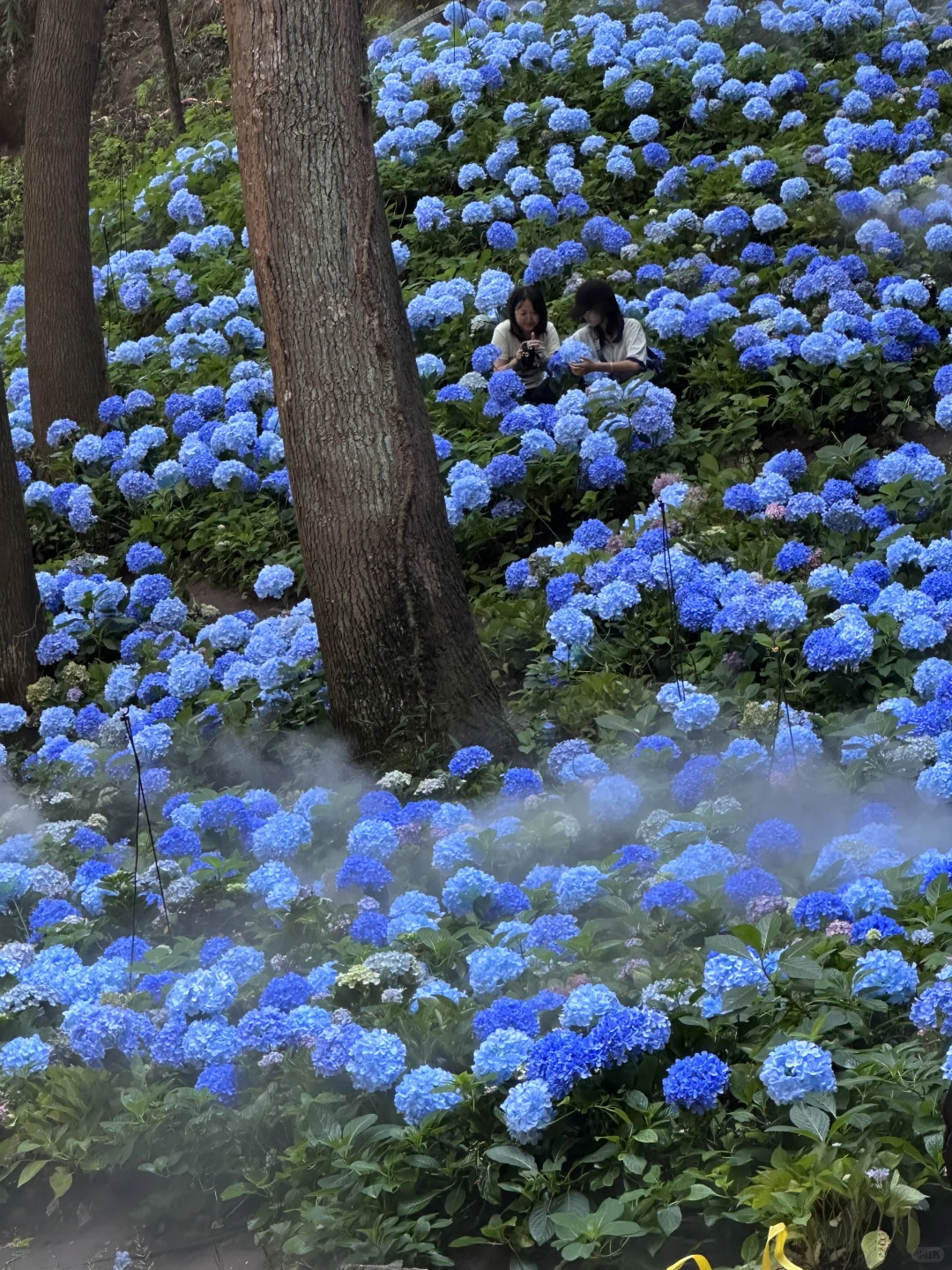 误入莫奈花园且🐕宠物友好景点