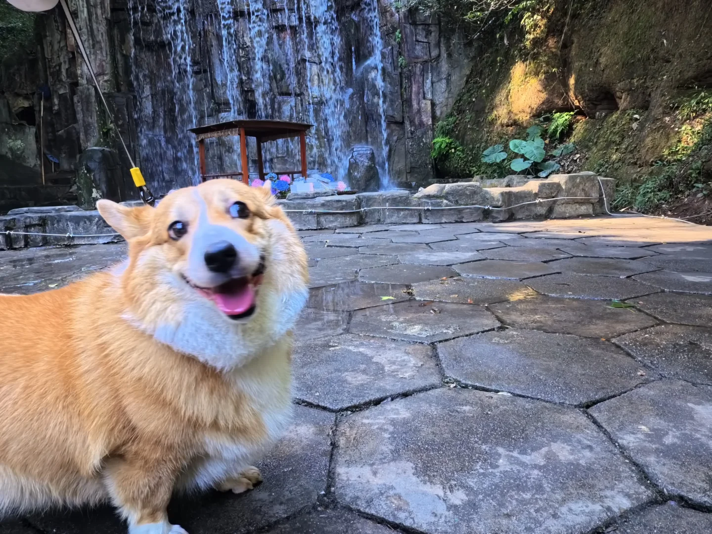 误入莫奈花园且🐕宠物友好景点