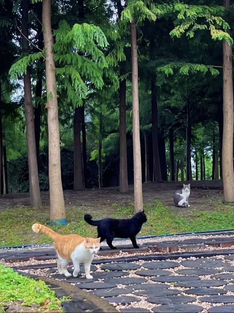 🐾淮安·猫咪天堂，治愈系岛屿🏝️