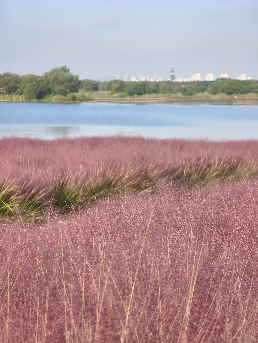 10.11live无锡水韵广场一半湖水一半粉黛