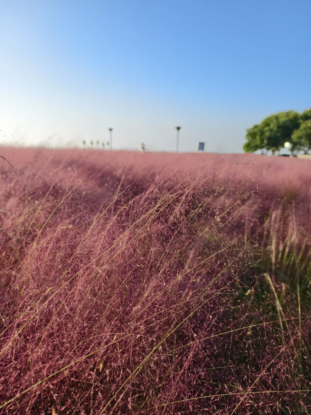 10.11live无锡水韵广场一半湖水一半粉黛