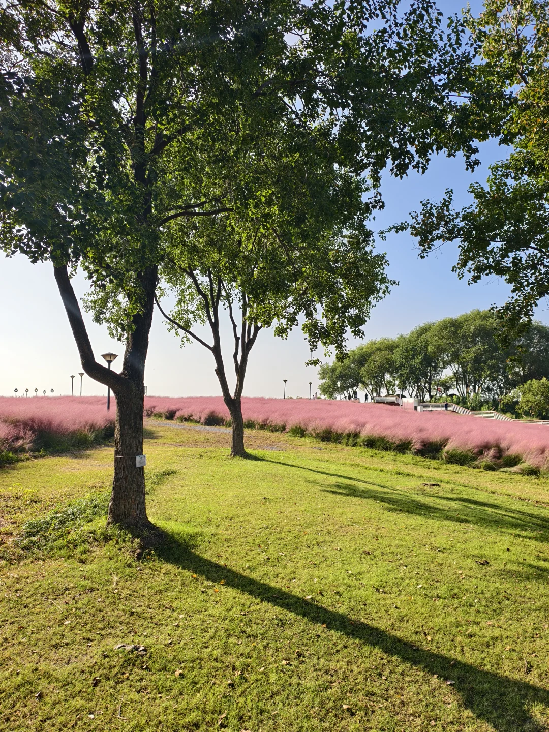 10.11live无锡水韵广场一半湖水一半粉黛