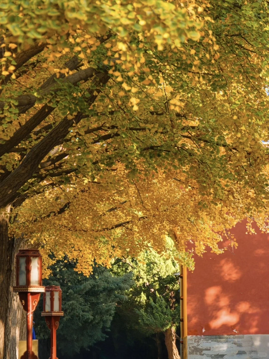 停停停🤚!!!秋天来北京必去景点来了‼️