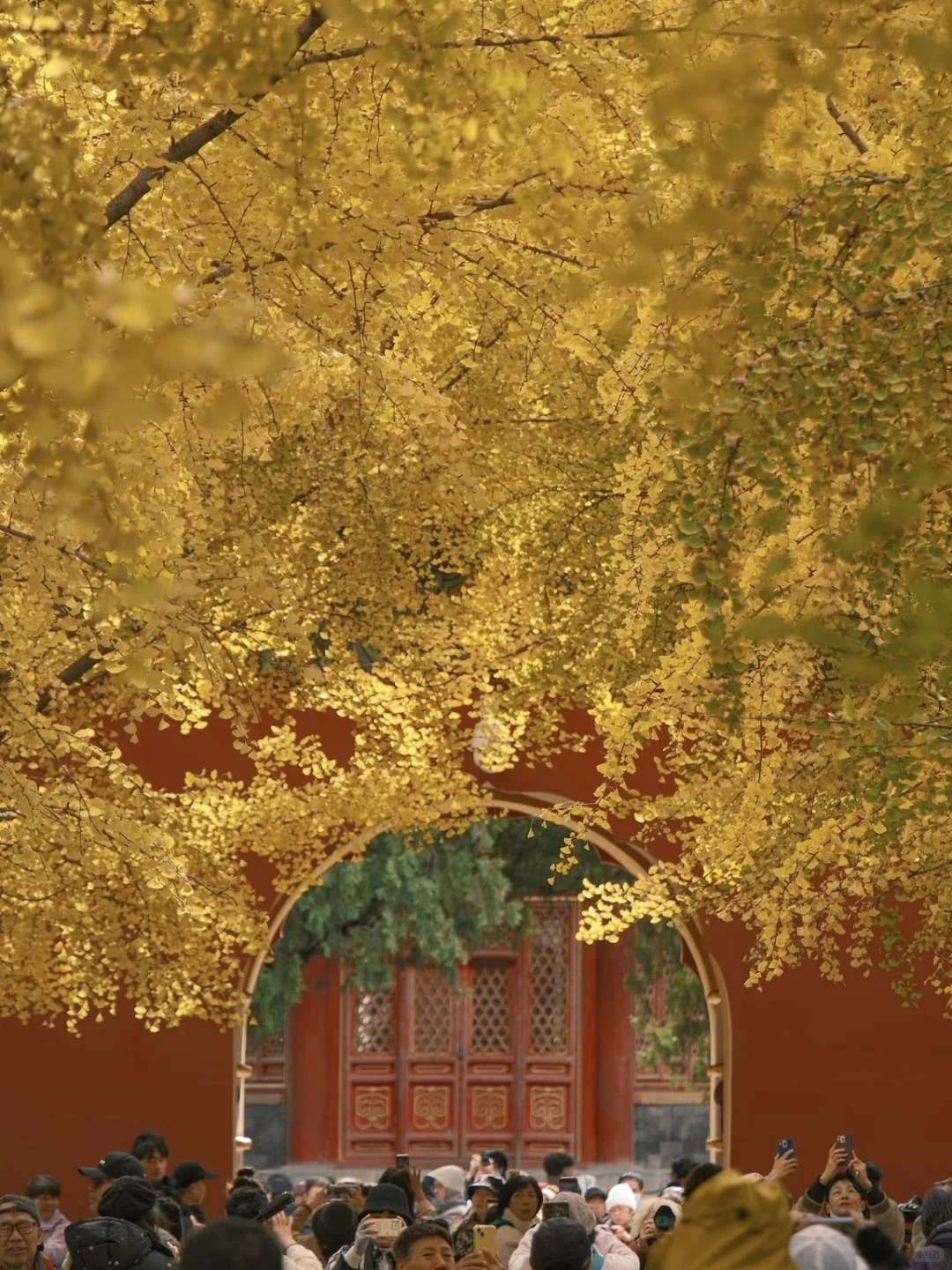 停停停🤚！！！秋天来北京必去景点来了‼️