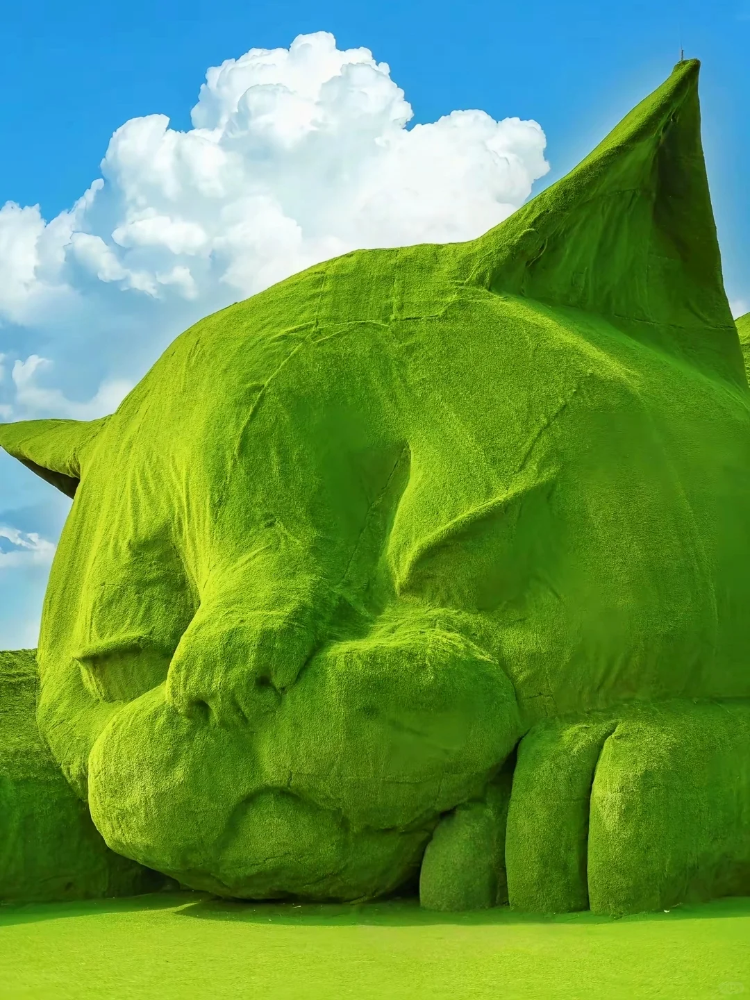 🐾淮安·猫咪天堂，治愈系岛屿🏝️