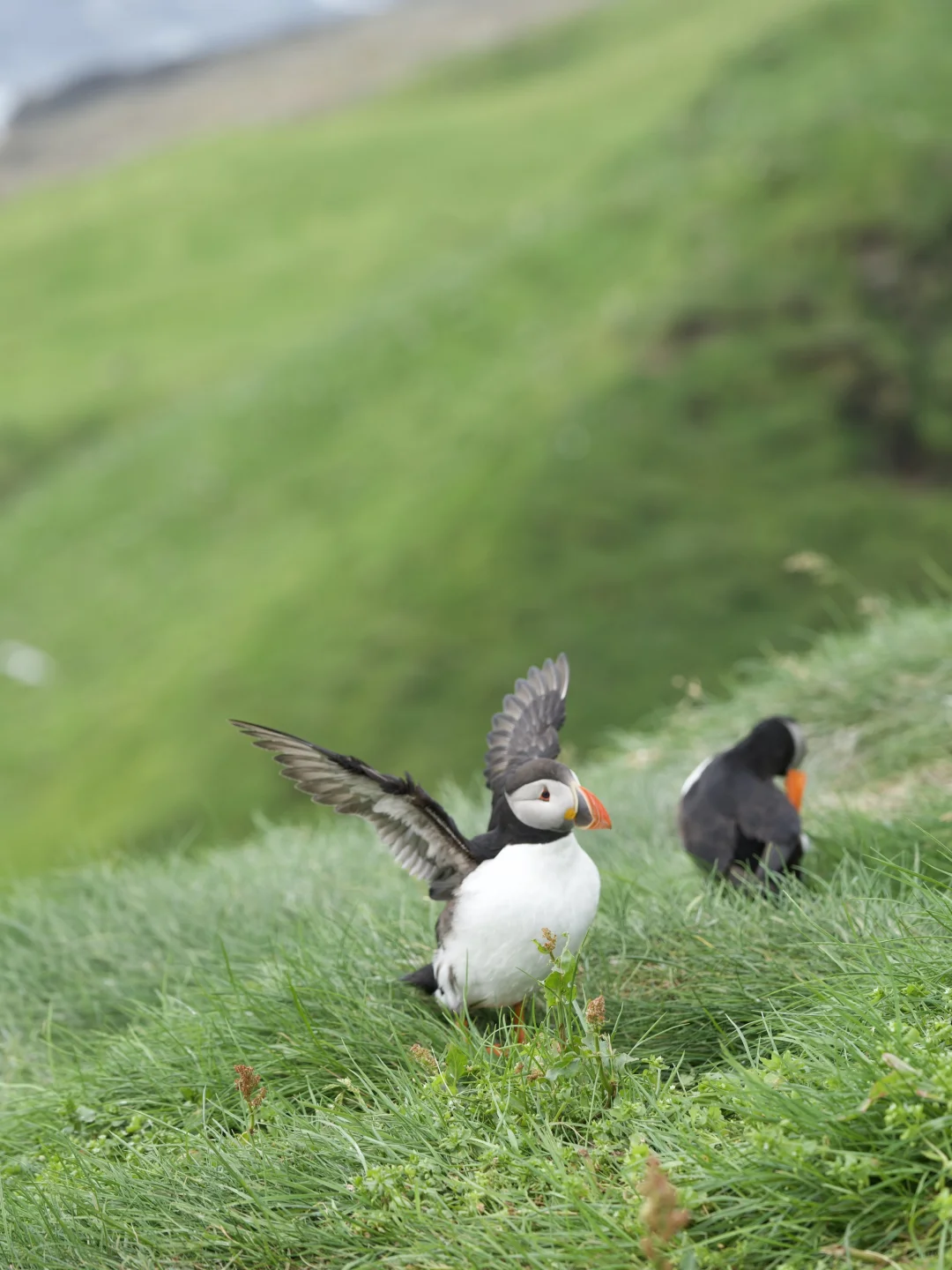 闯入世界的尽头法罗群岛｜附隐藏玩法