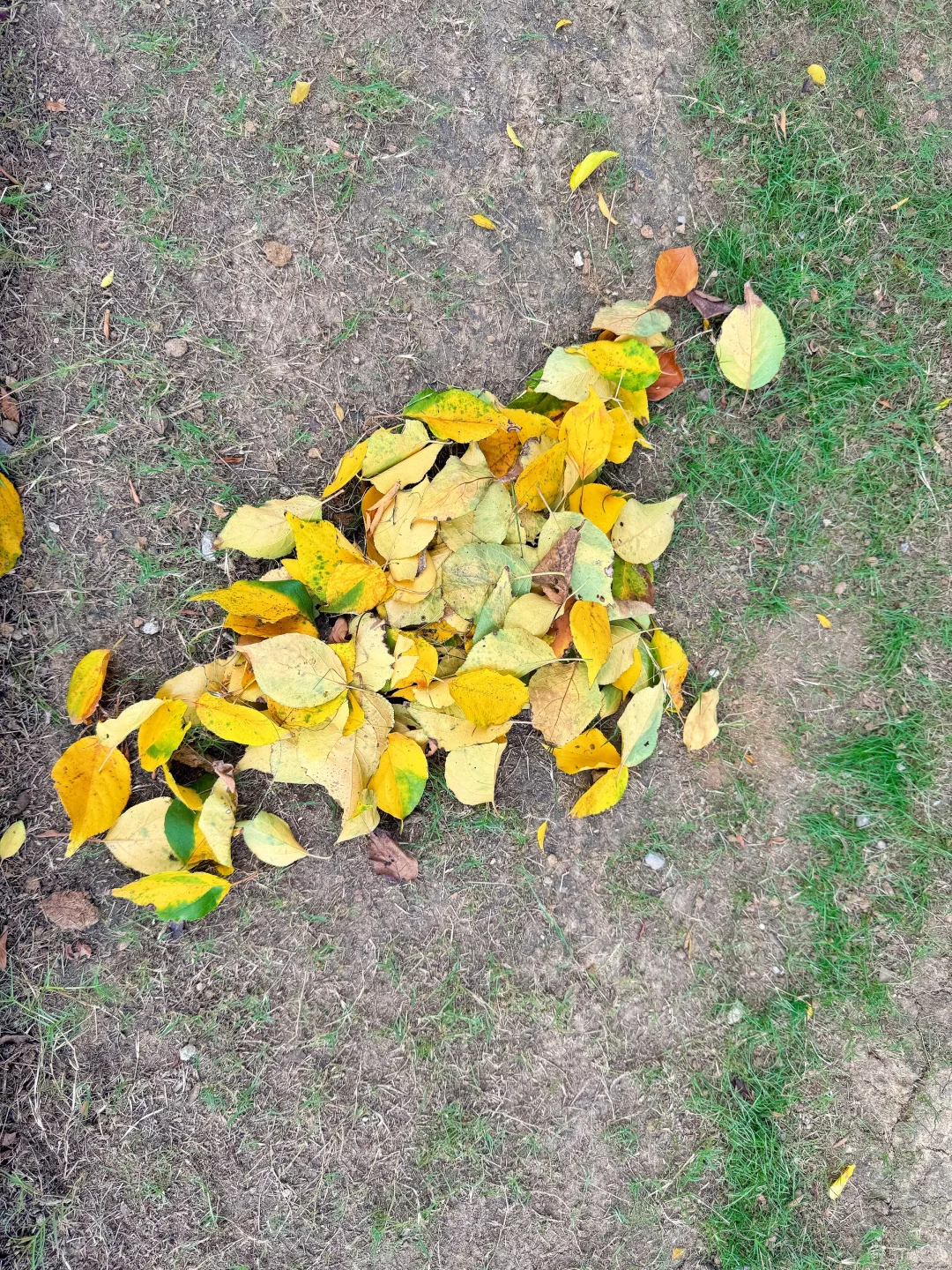 发现一个藏在公园里的亭子～骆岗公园安徽园