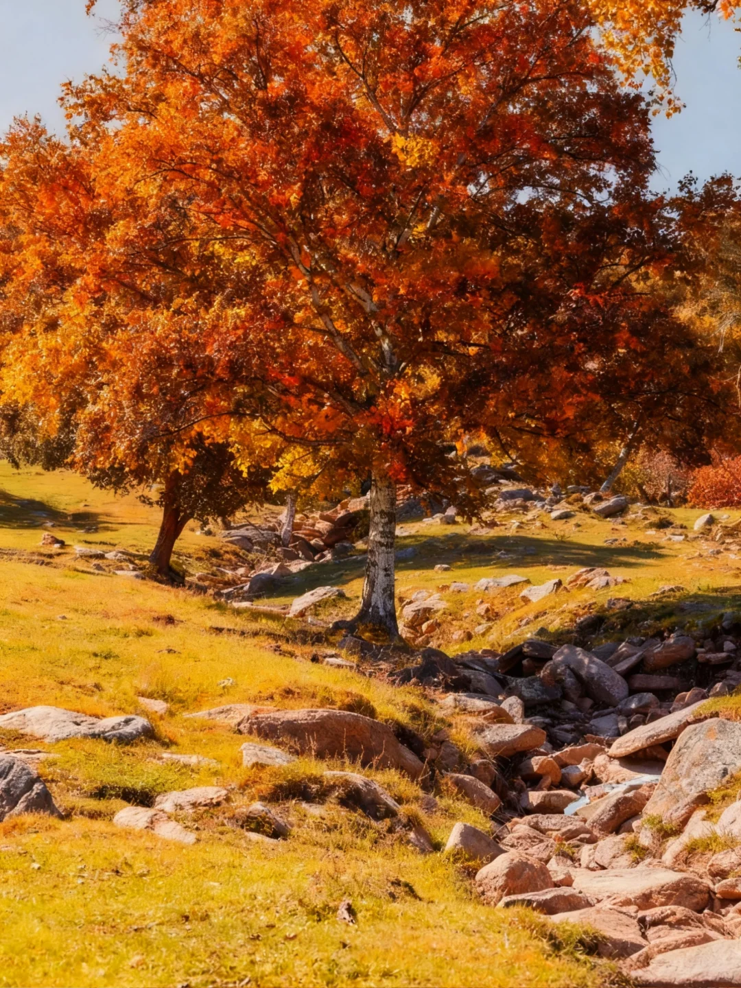 人生建议：9-10月🍁把档期留给大青山！