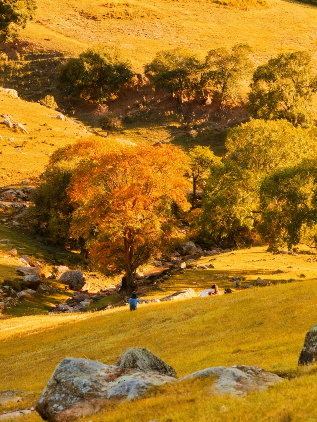人生建议：9-10月🍁把档期留给大青山！