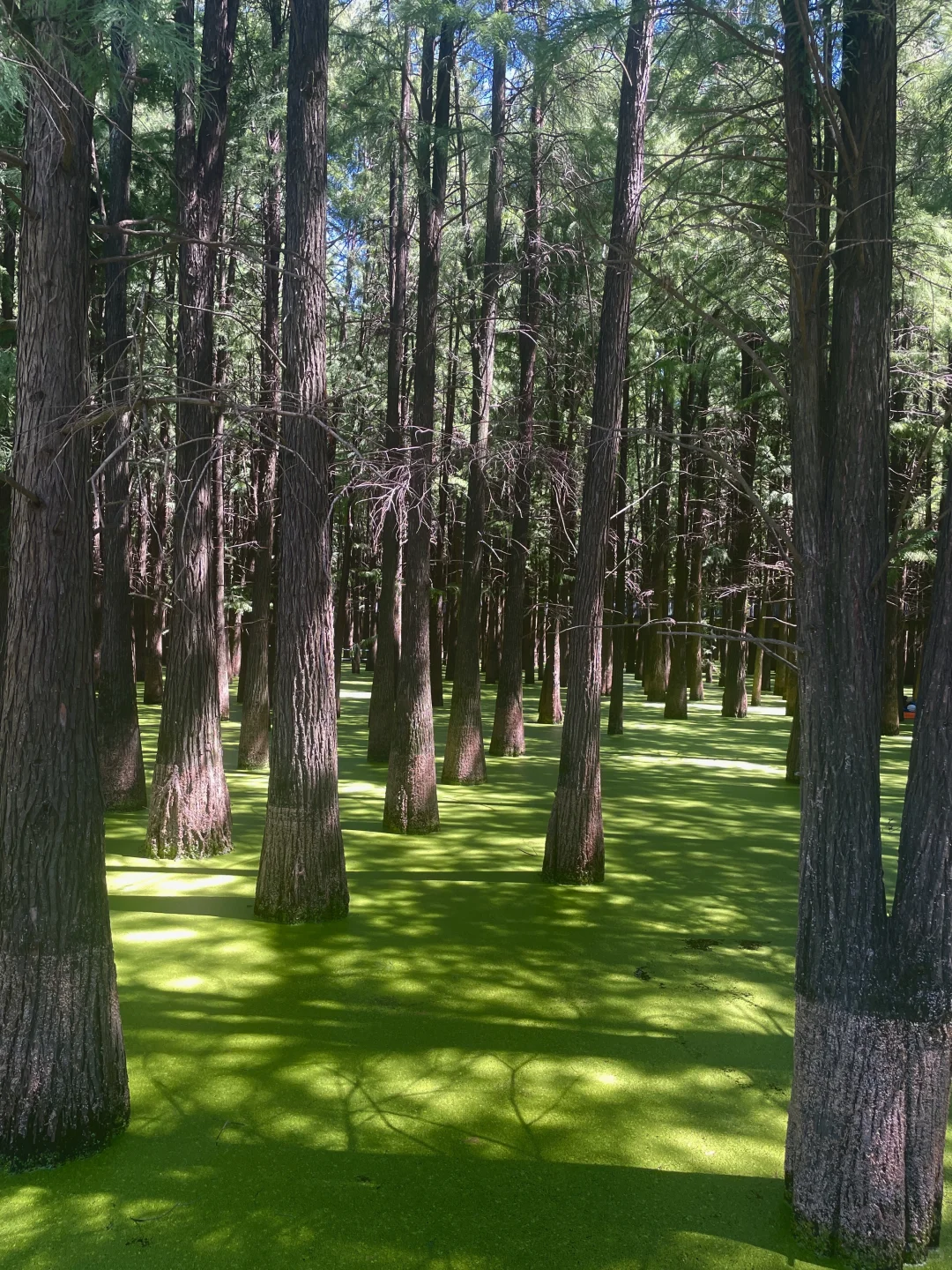 杭州文旅卡景点测评🔥免费景点