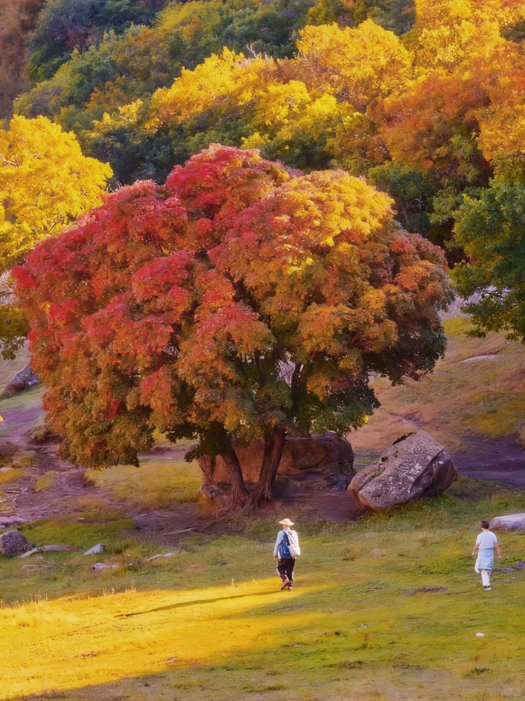 人生建议：9-10月🍁把档期留给大青山！