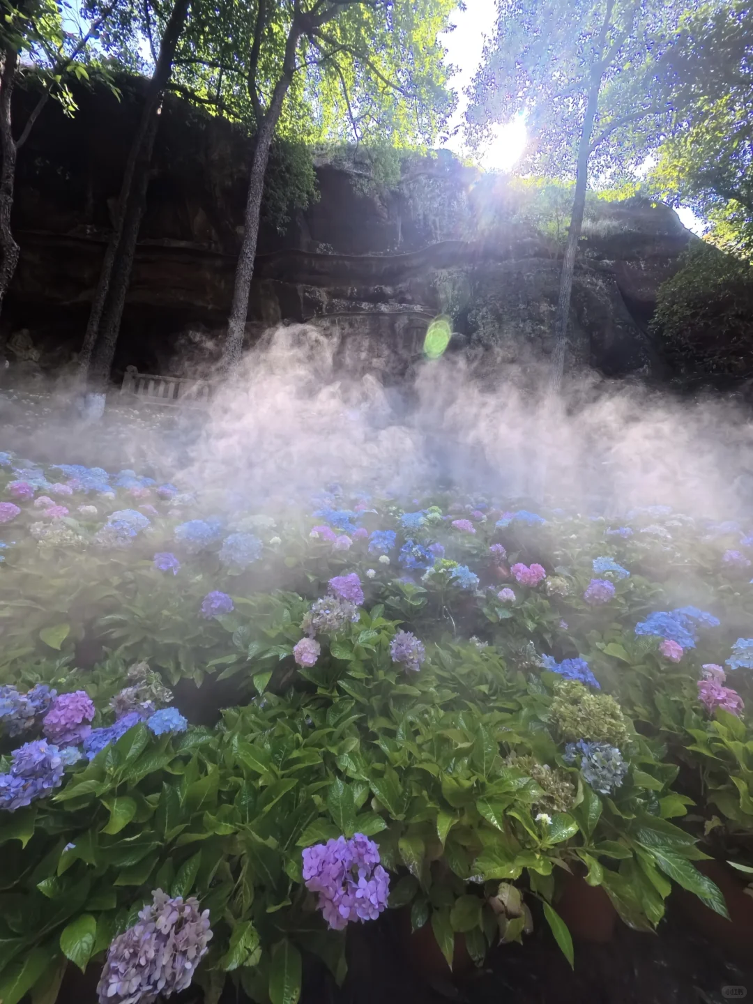误入莫奈花园且🐕宠物友好景点