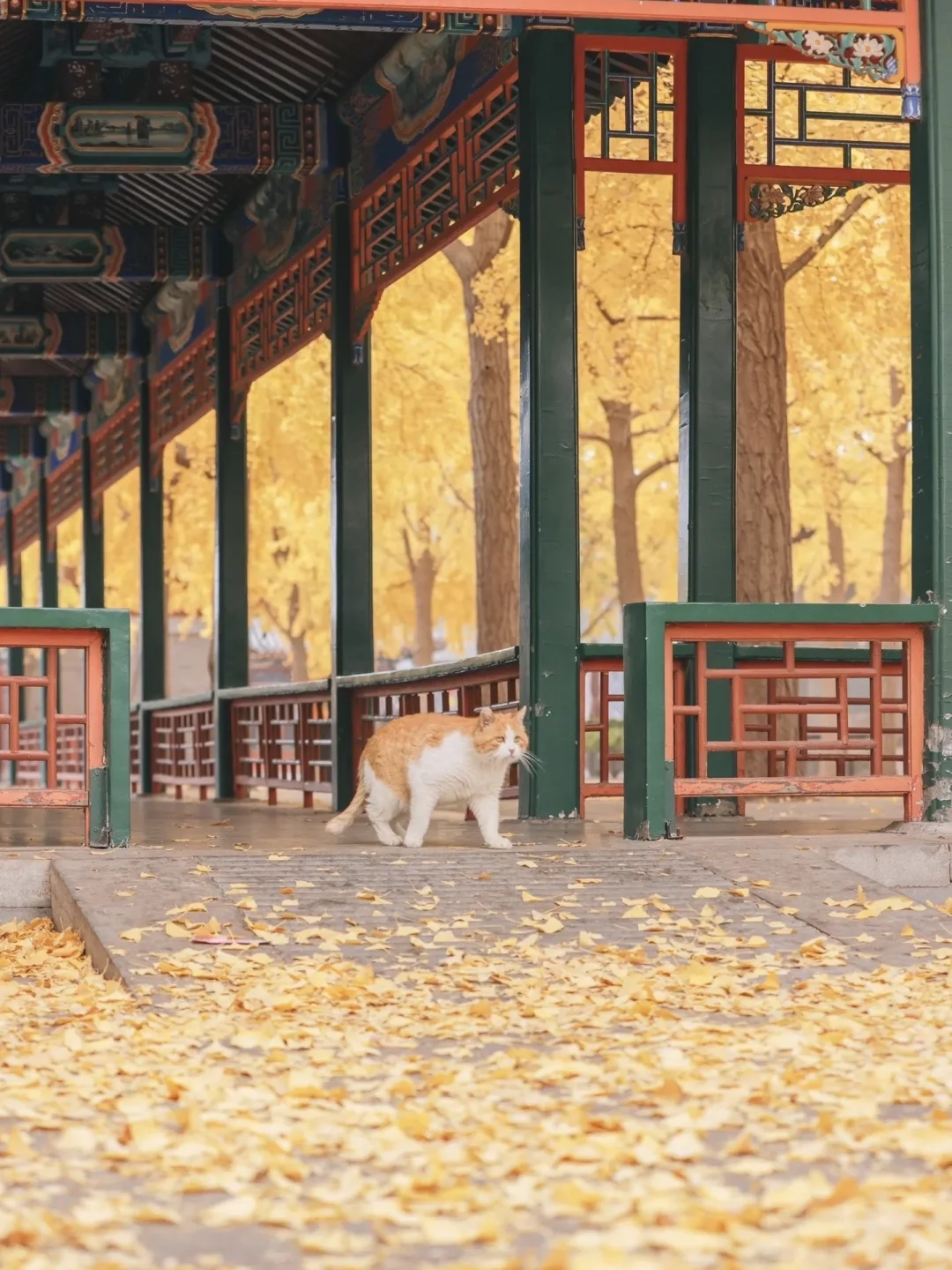 停停停🤚！！！秋天来北京必去景点来了‼️