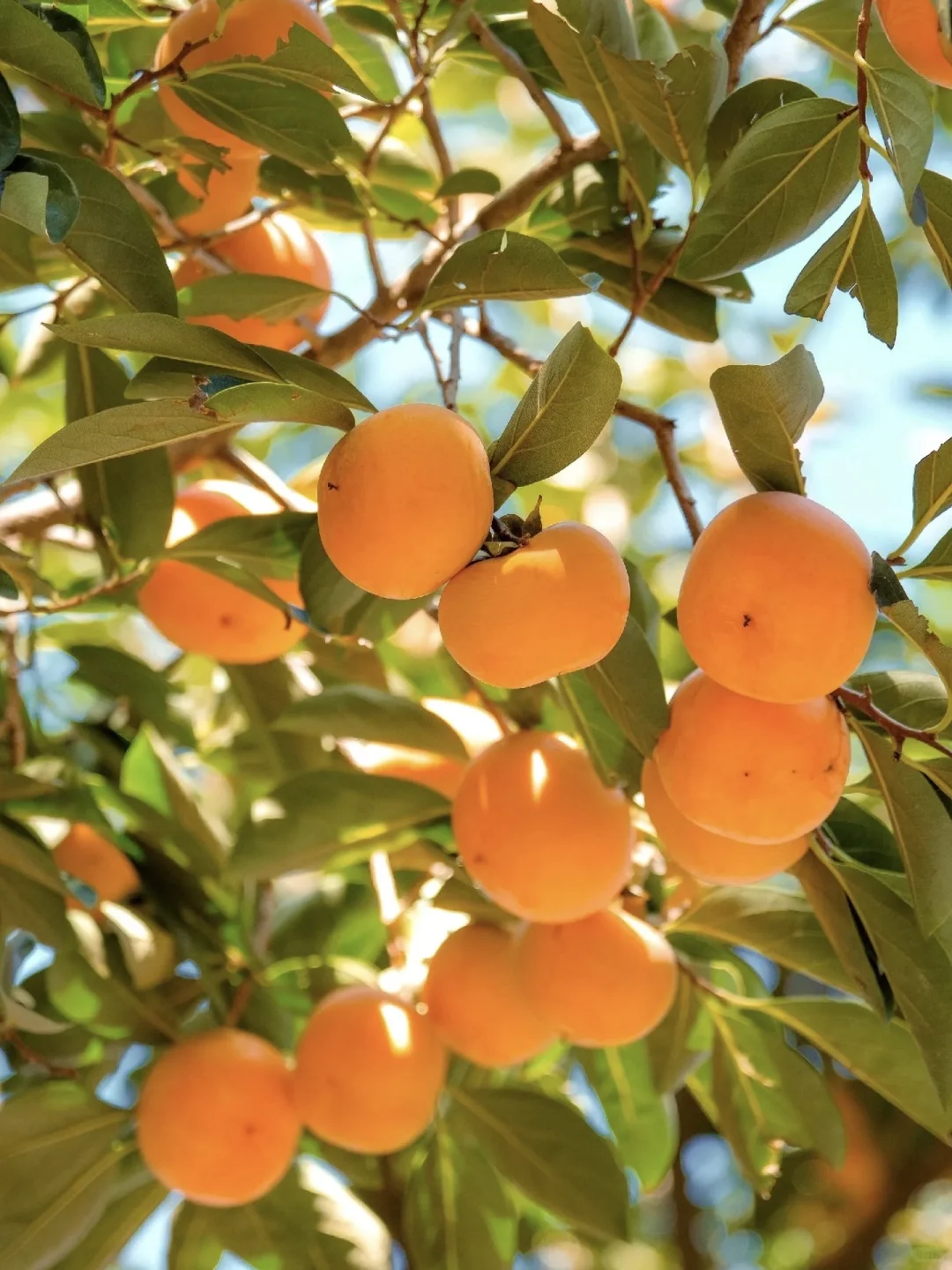 停停停🤚！！！秋天来北京必去景点来了‼️