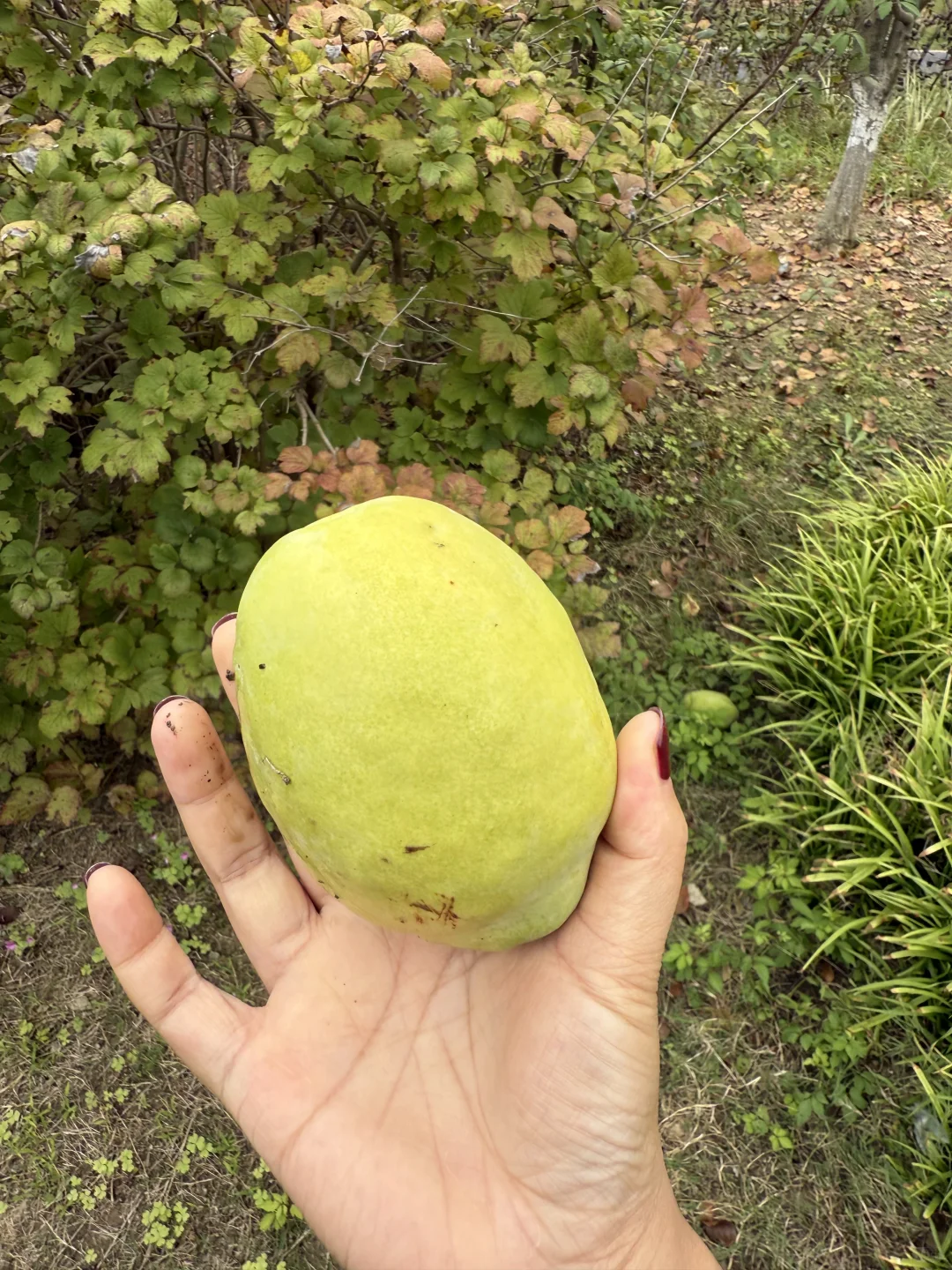 发现一个藏在公园里的亭子~骆岗公园安徽园