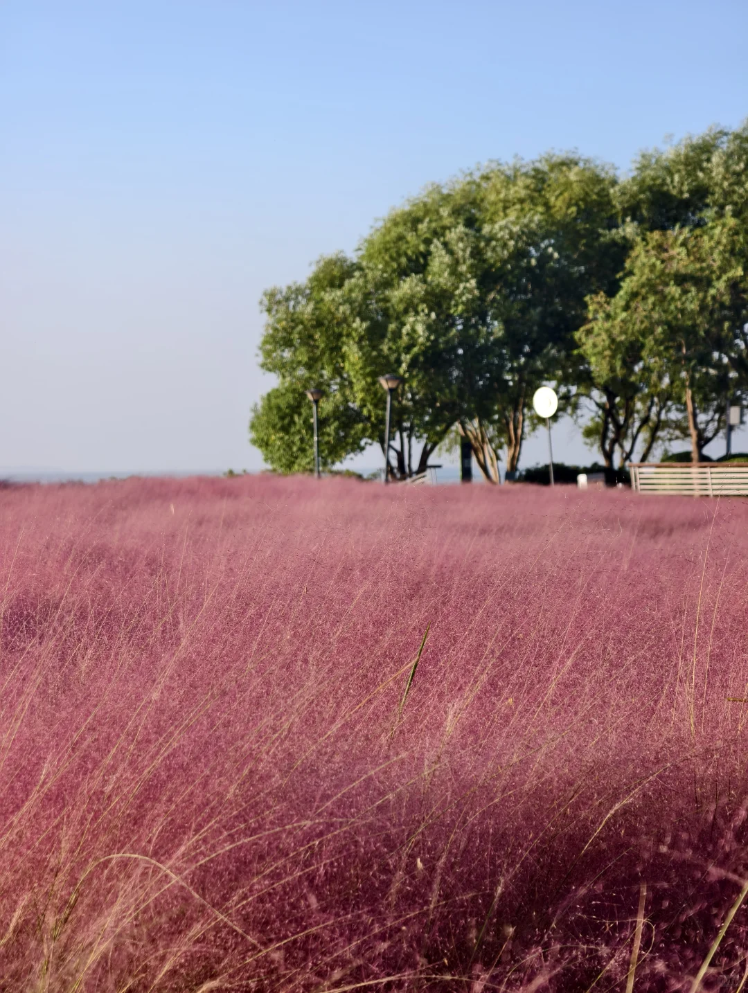 10.11live无锡水韵广场一半湖水一半粉黛