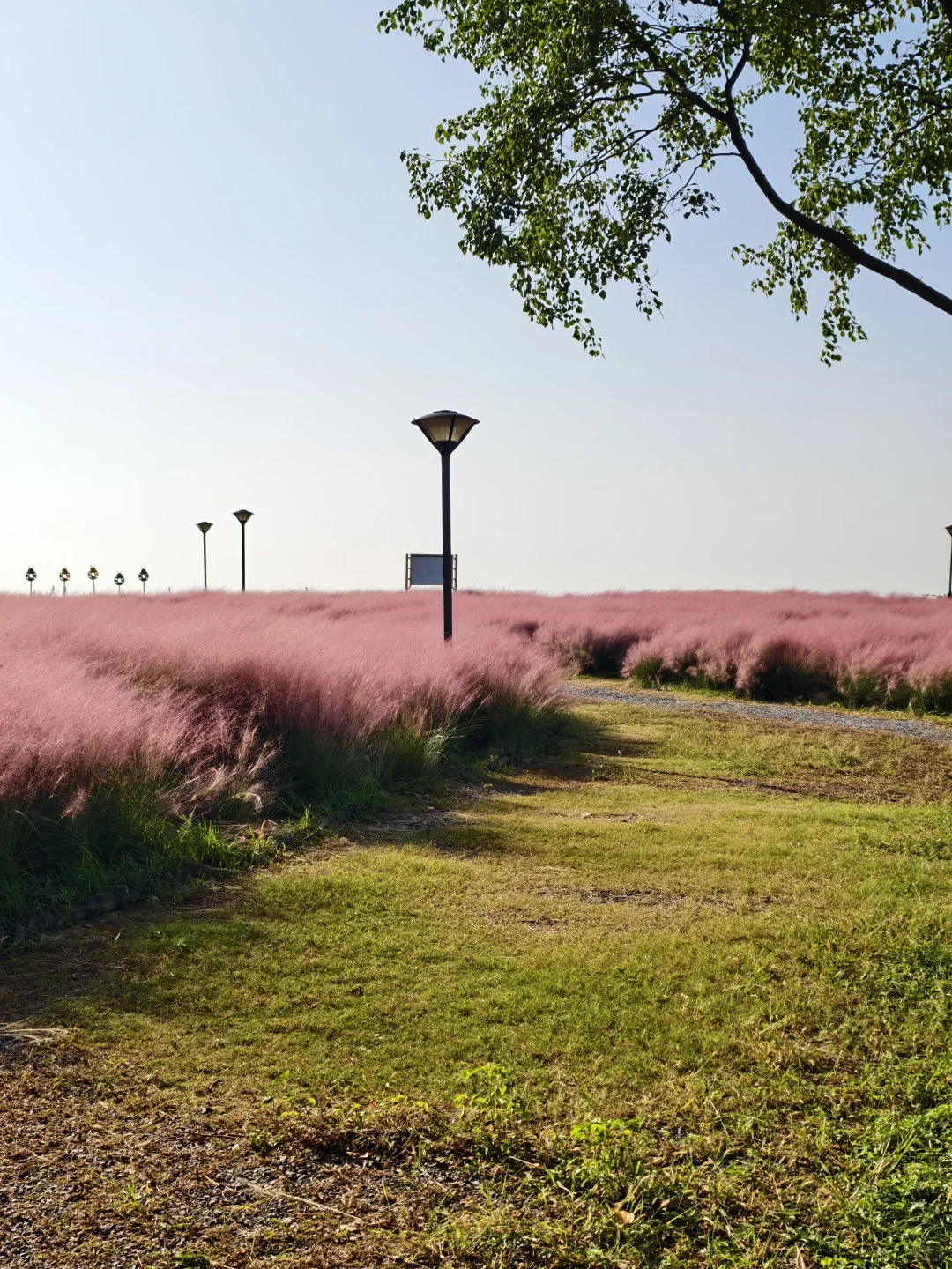 10.11live无锡水韵广场一半湖水一半粉黛