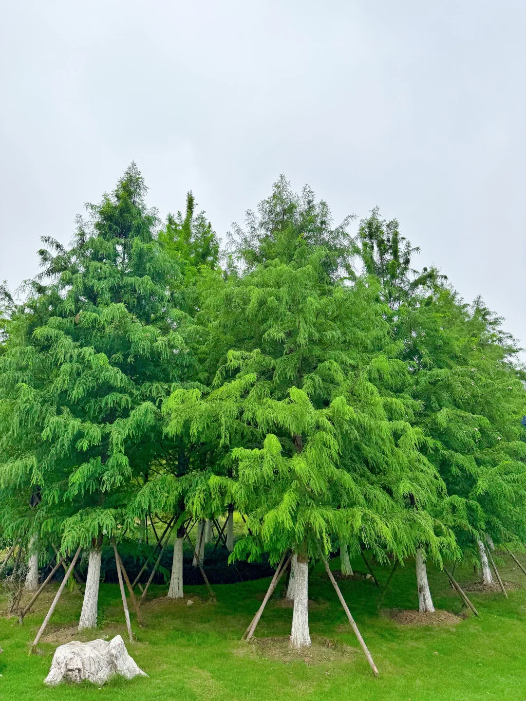 发现一个藏在公园里的亭子～骆岗公园安徽园