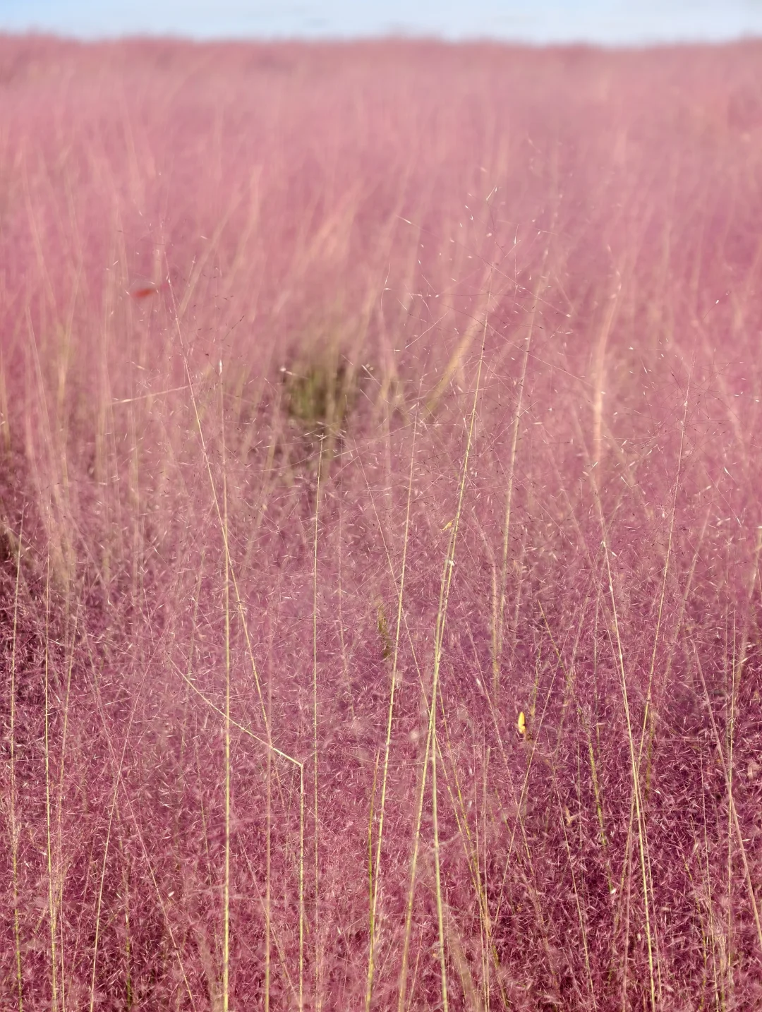 10.11live无锡水韵广场一半湖水一半粉黛