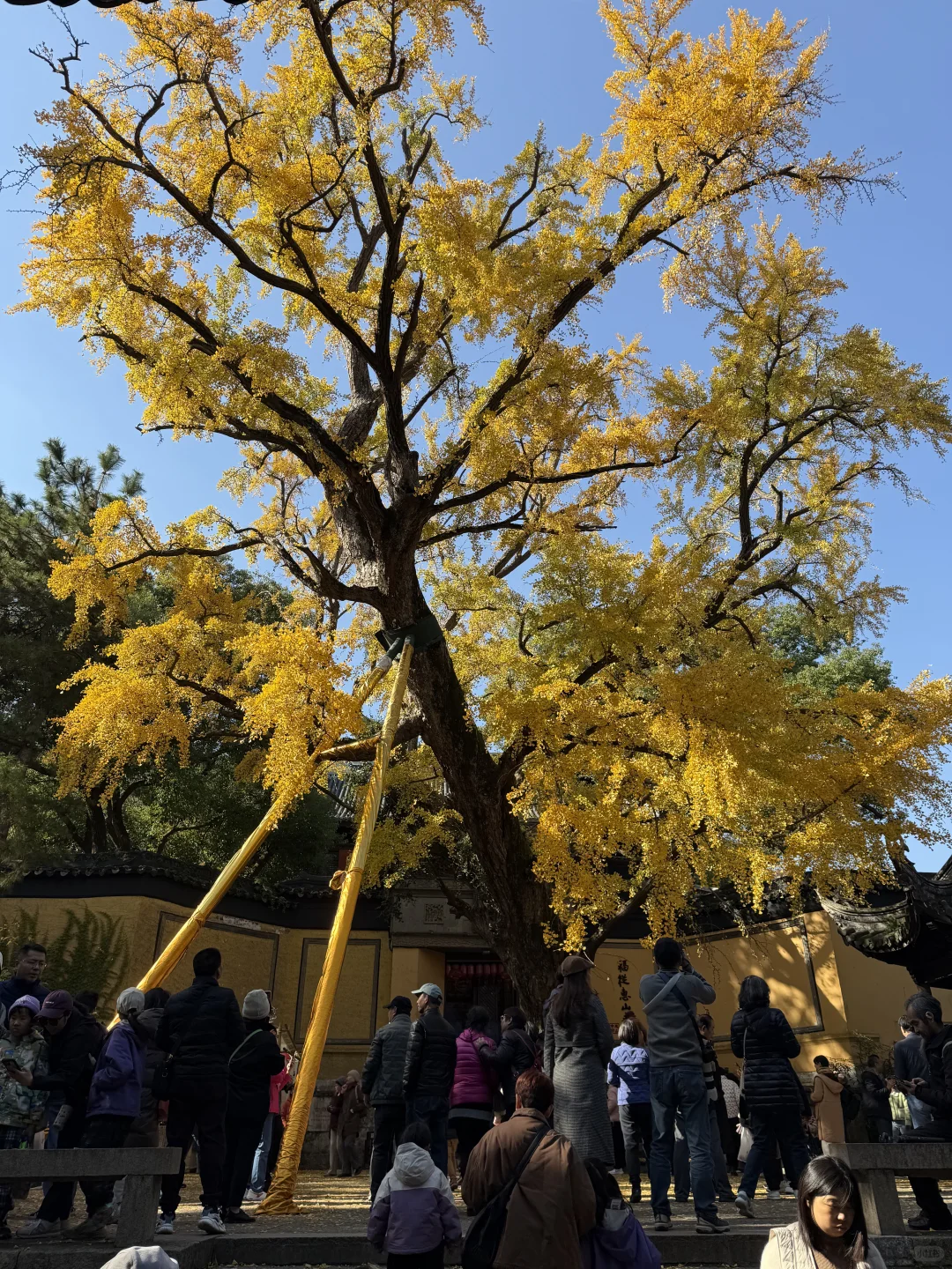 建议全文背诵！无锡最全秋日漫步地图大公开！