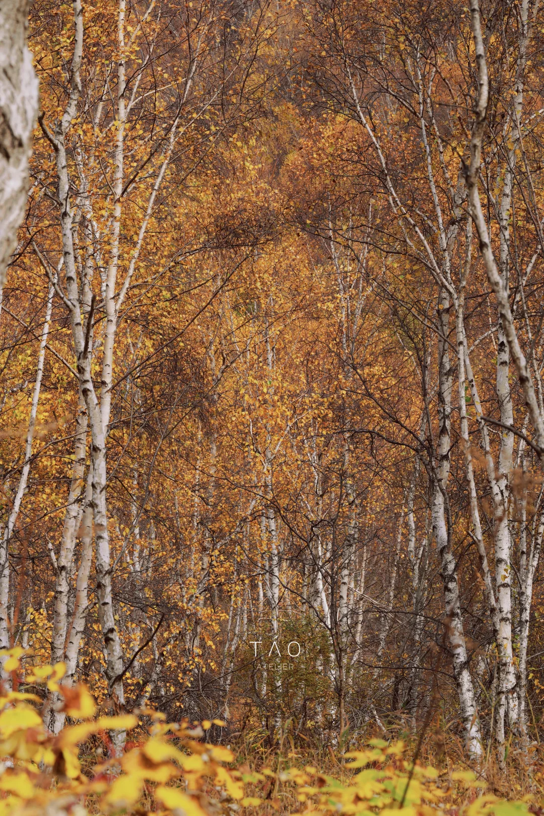 🍁崇礼六大赏秋秘境｜闯入金色童话世界