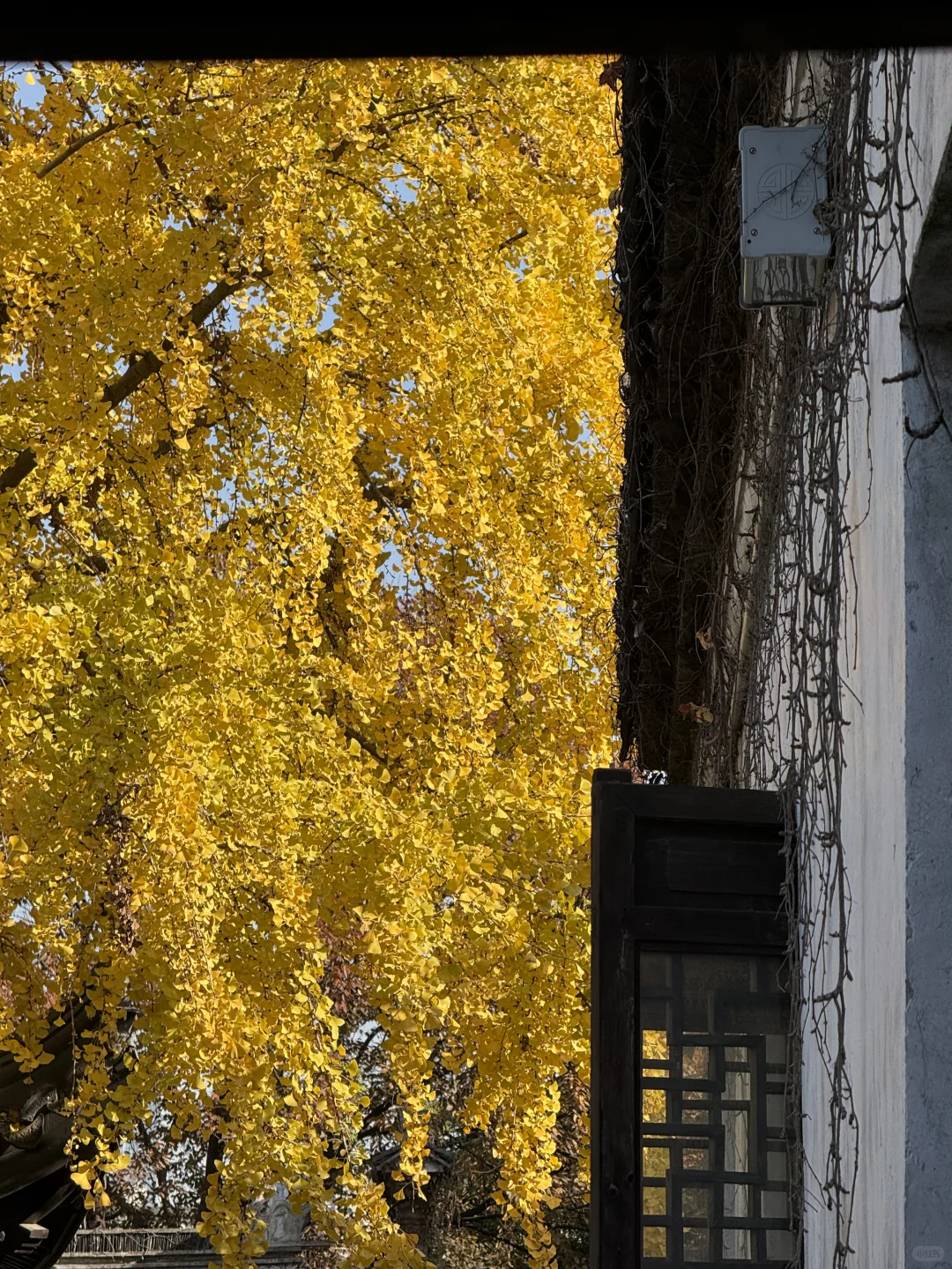 建议全文背诵！无锡最全秋日漫步地图大公开！