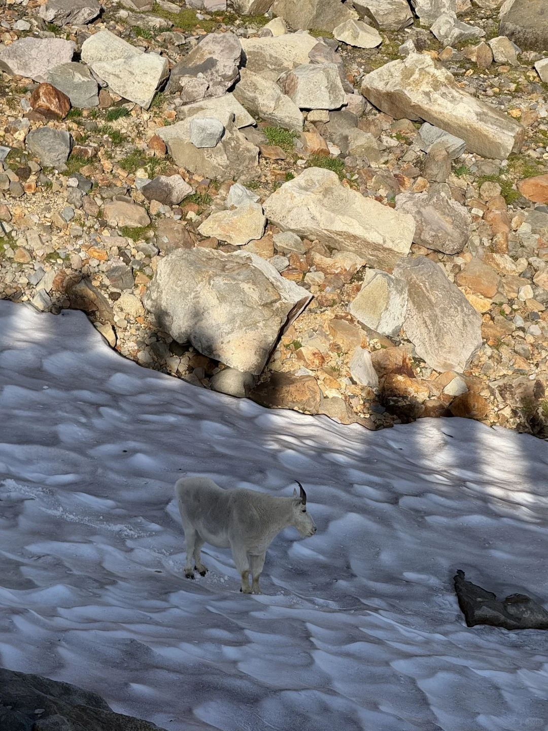 Rainier雷尼尔周末不排队