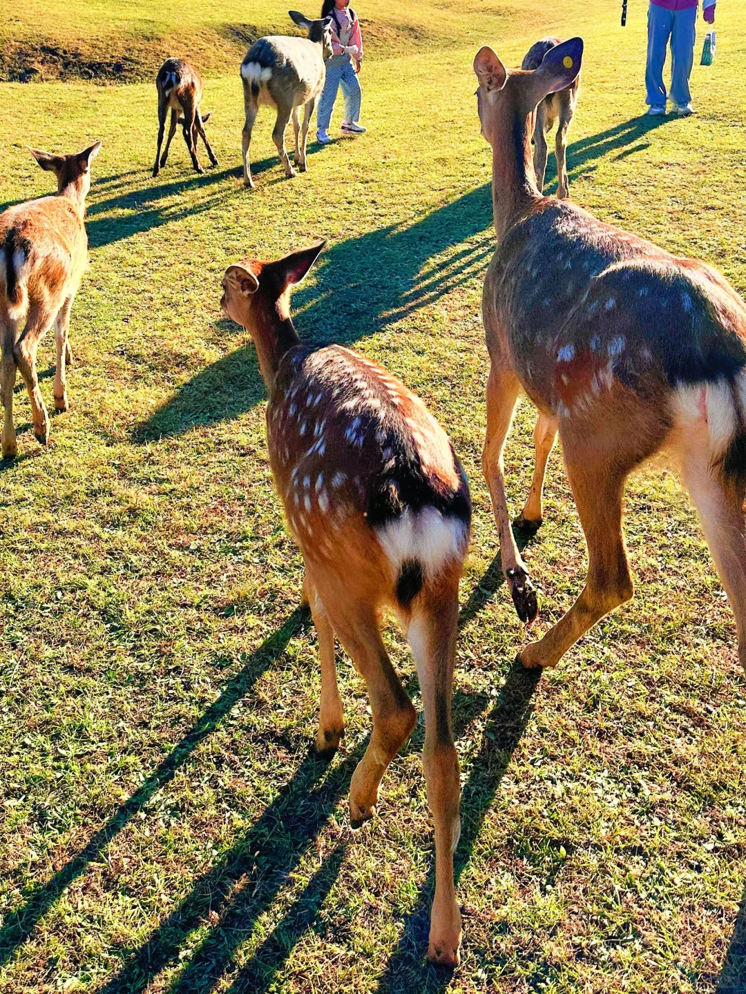 🍂一定要在秋天去一次小兴安岭
