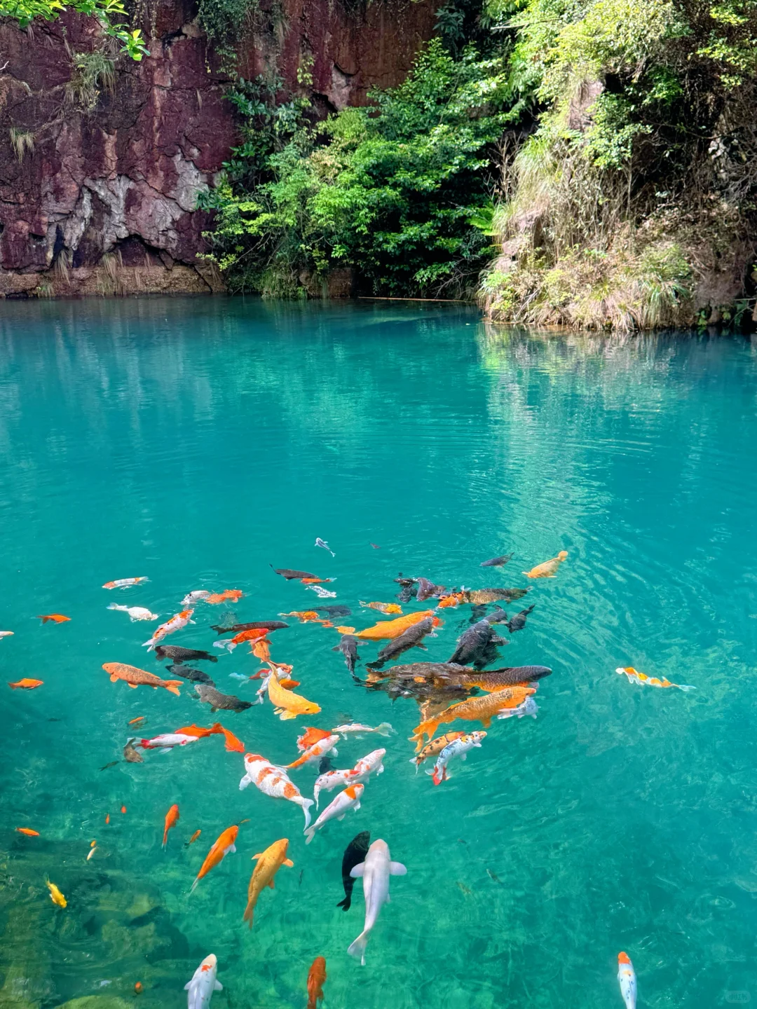 实拍Live ‼️小红书跟风最成功的一次