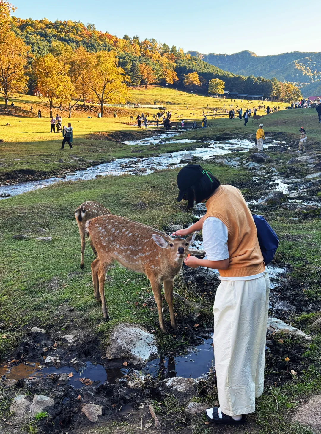 🍂一定要在秋天去一次小兴安岭