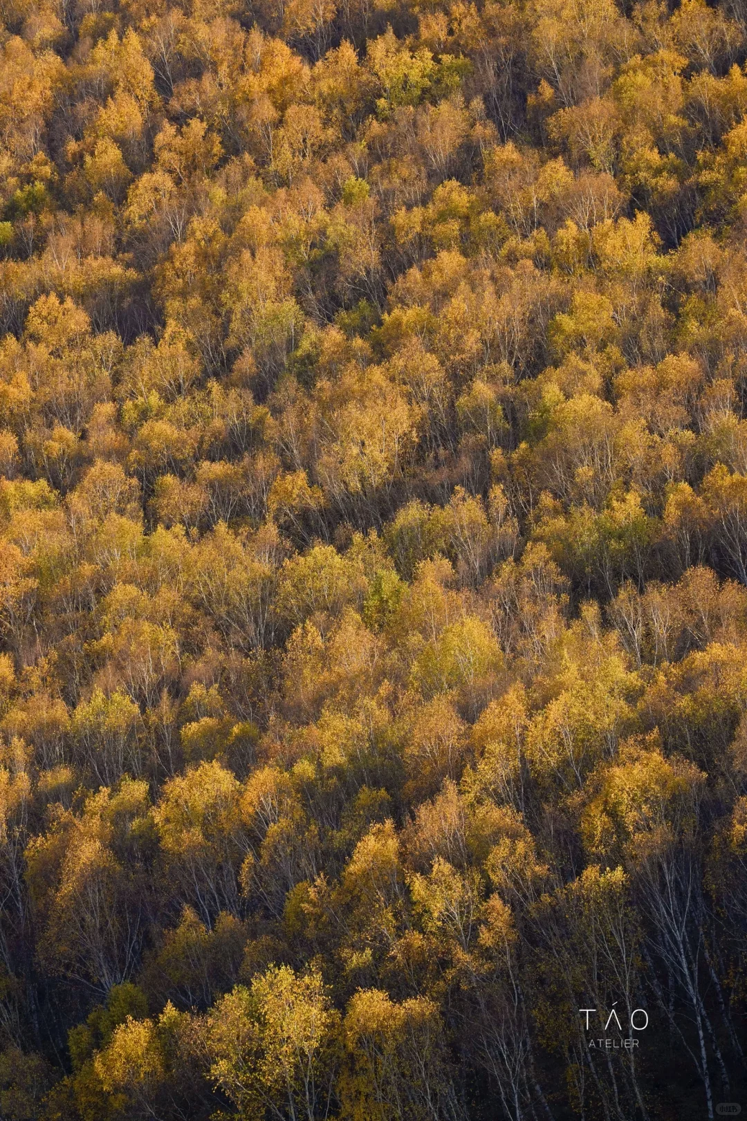 🍁崇礼六大赏秋秘境｜闯入金色童话世界