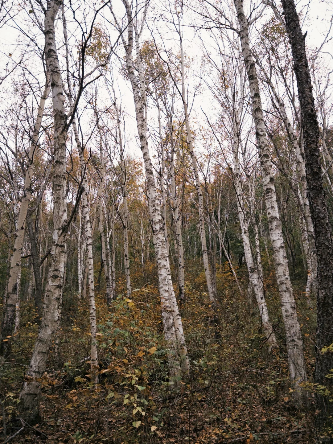 刚探的！喇叭沟门冰川景区徒步全攻略