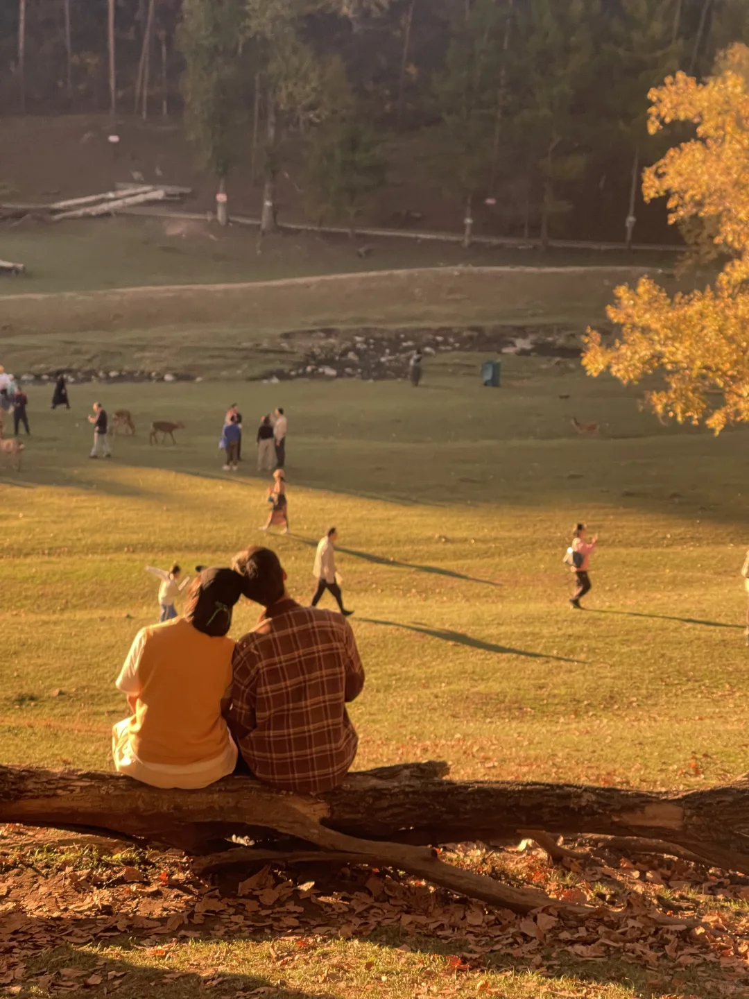 🍂一定要在秋天去一次小兴安岭