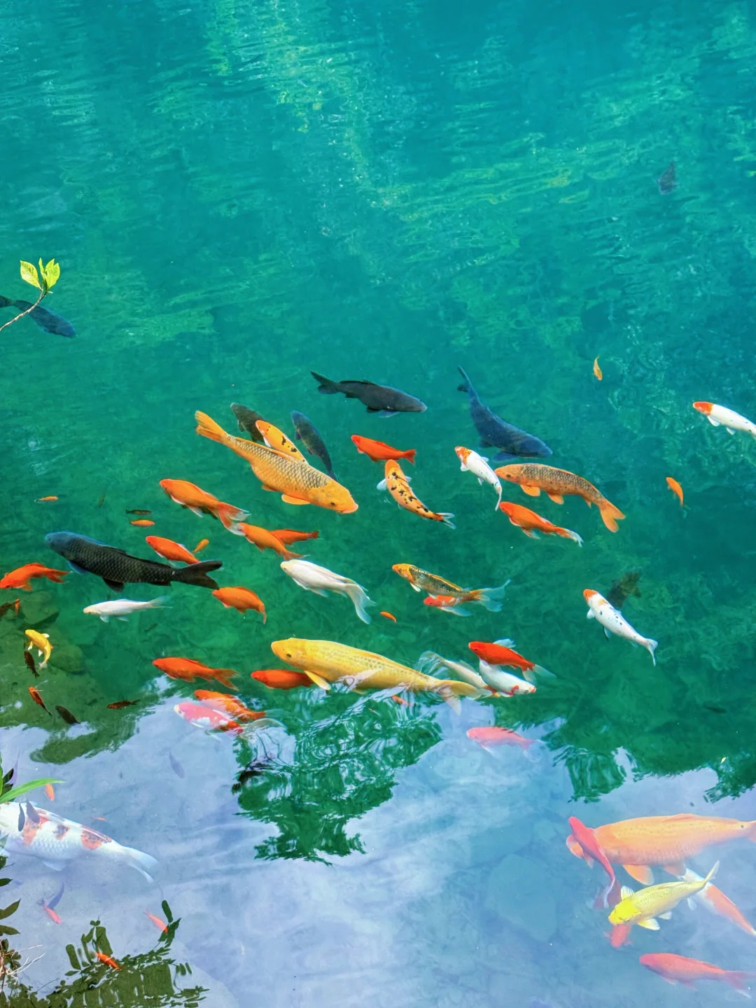 实拍Live ‼️小红书跟风最成功的一次