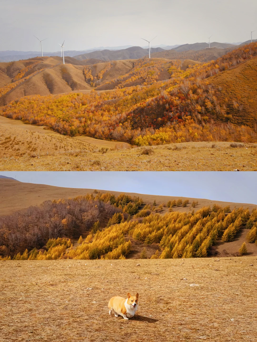北京自驾|在承德找到了大兴安岭平替🍂