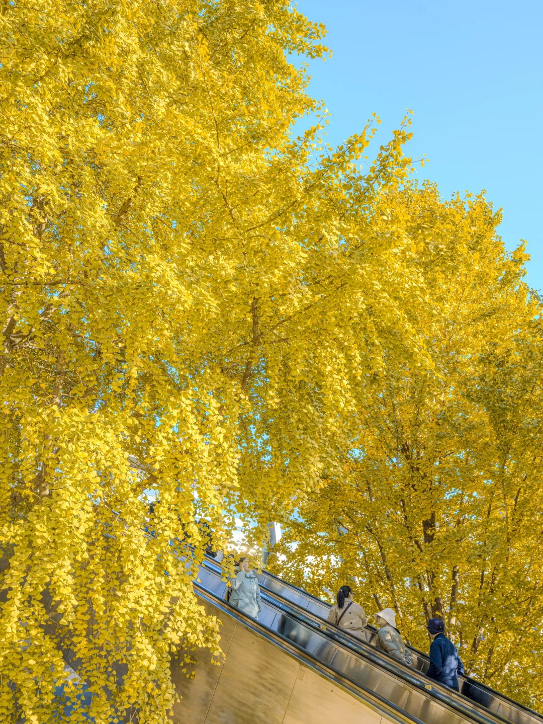 接下来，杭州堪称国内旅行的天花板‼️