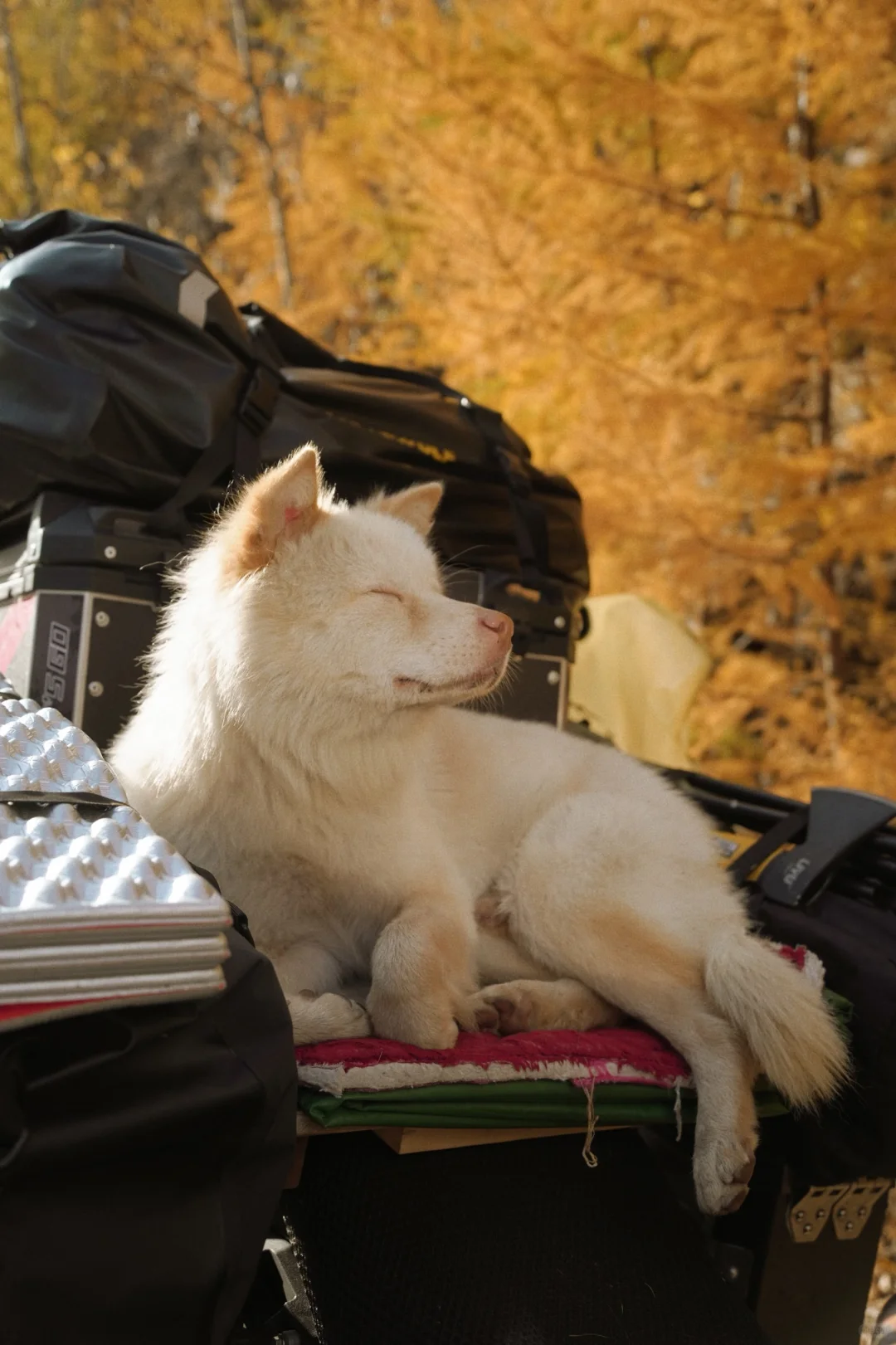 在呼伦贝尔见到了人生中最盛大的秋天🍂