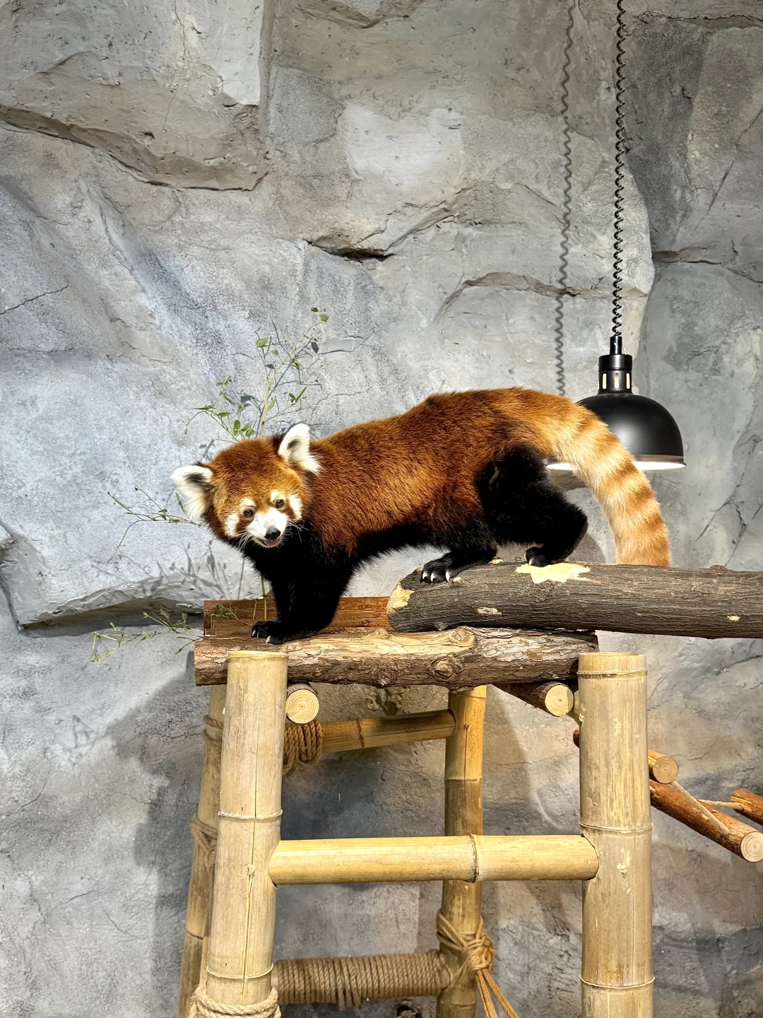 用18张图纪念我的长沙之旅🥹🐾