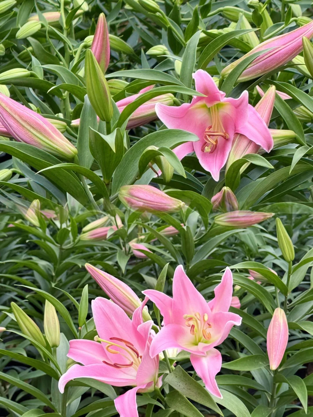 江浙沪。最具仙侠气息的古镇出现了