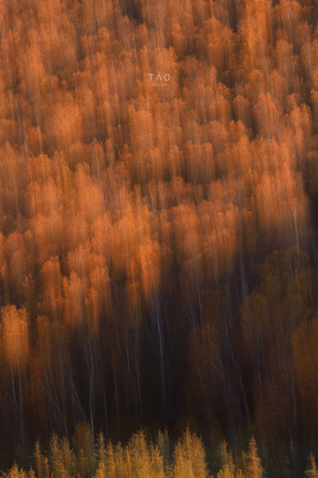 🍁崇礼六大赏秋秘境｜闯入金色童话世界