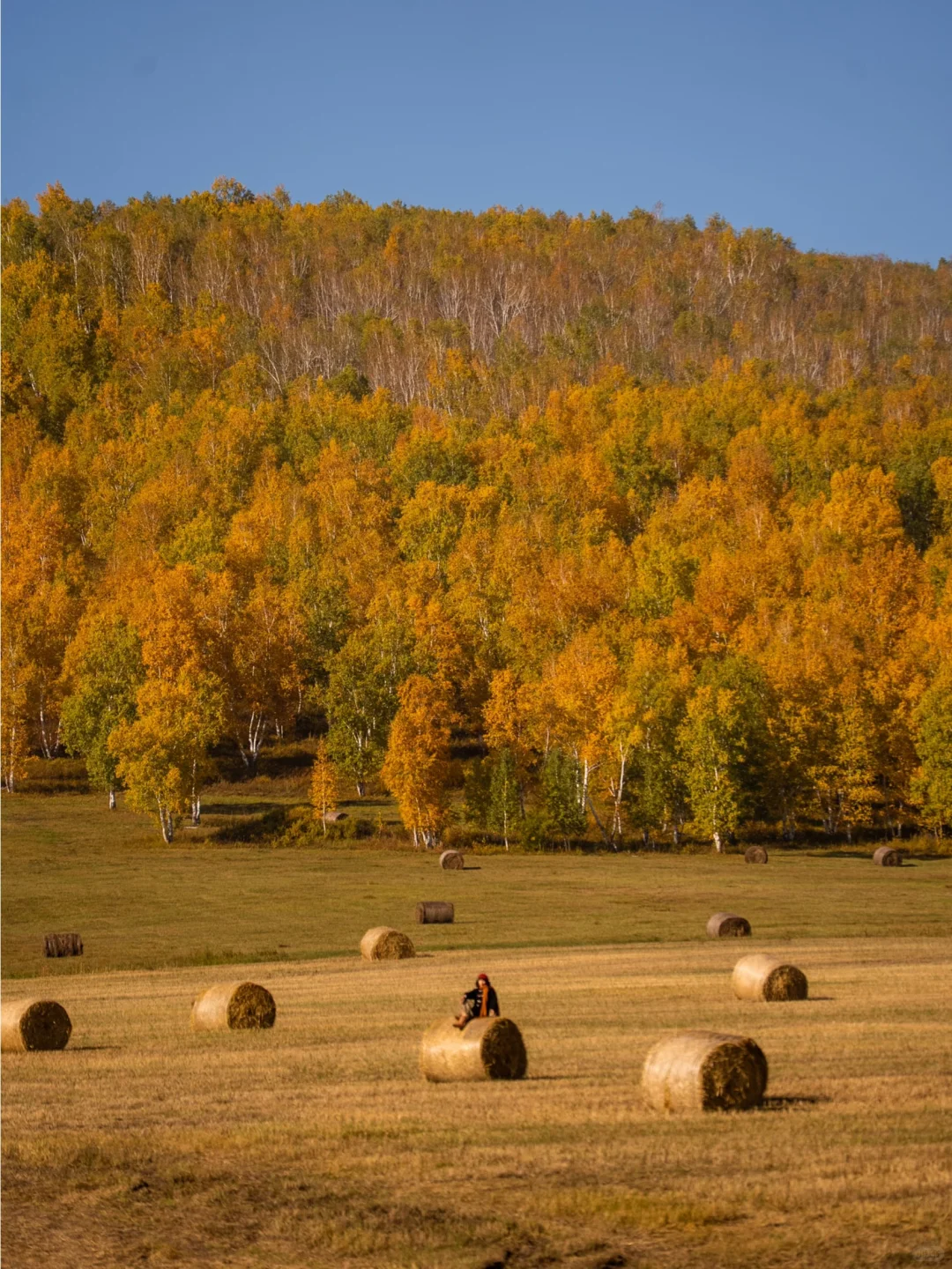 🍂你的内蒙追秋旅行攻略已准备好📚请查收！