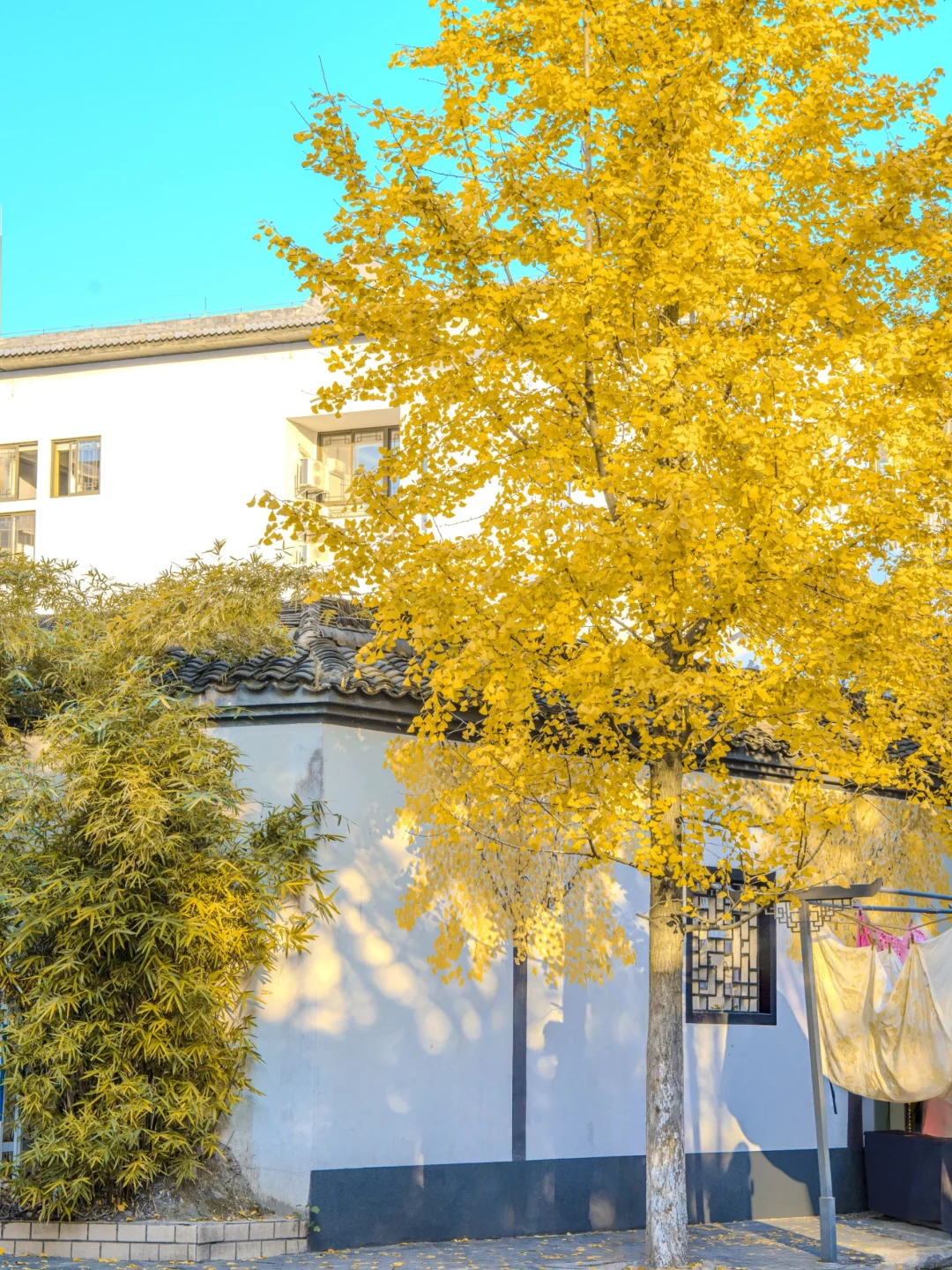 接下来，杭州堪称国内旅行的天花板‼️