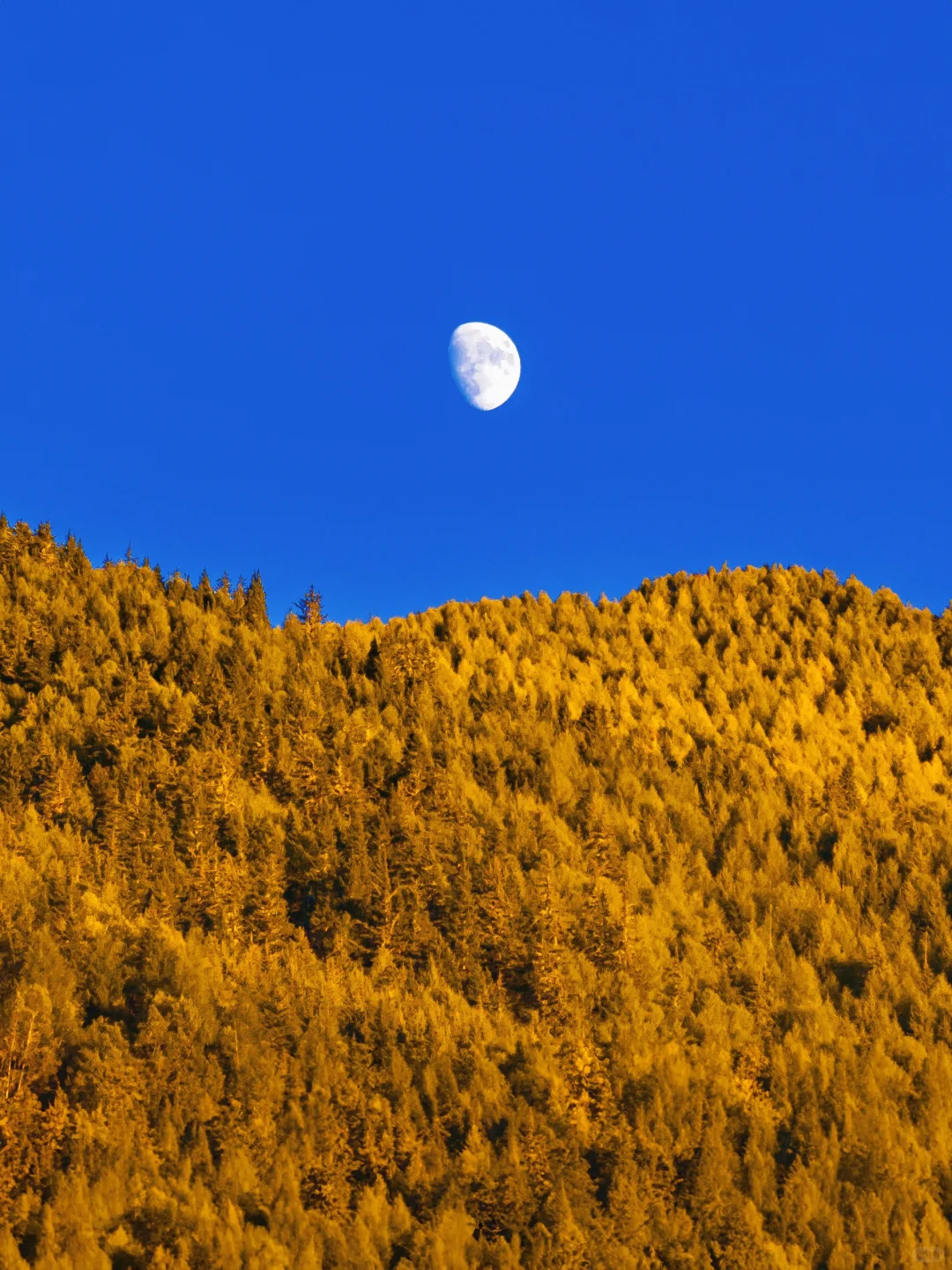 接下来的四姑娘山，是封神级别的秋景🍂