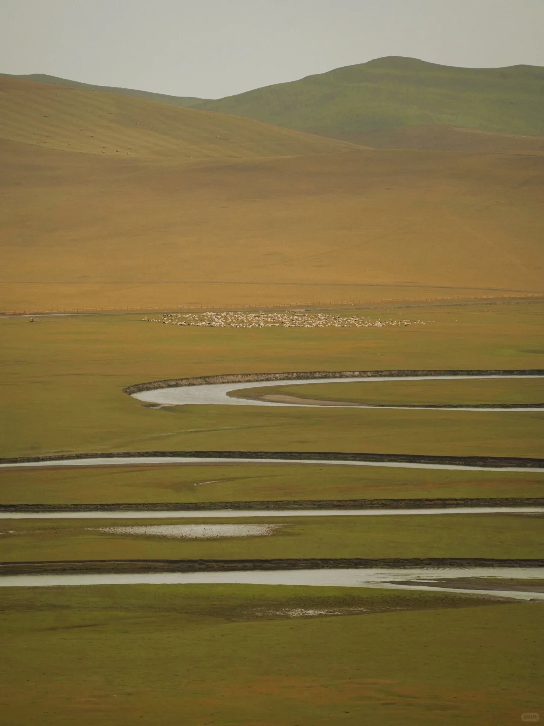 在呼伦贝尔见到了人生中最盛大的秋天🍂