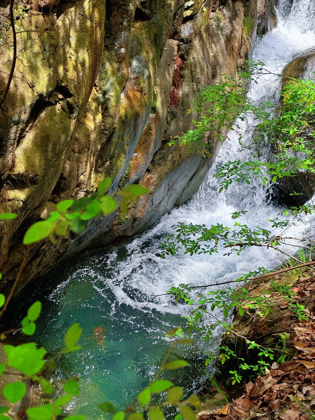 实拍Live ‼️小红书跟风最成功的一次