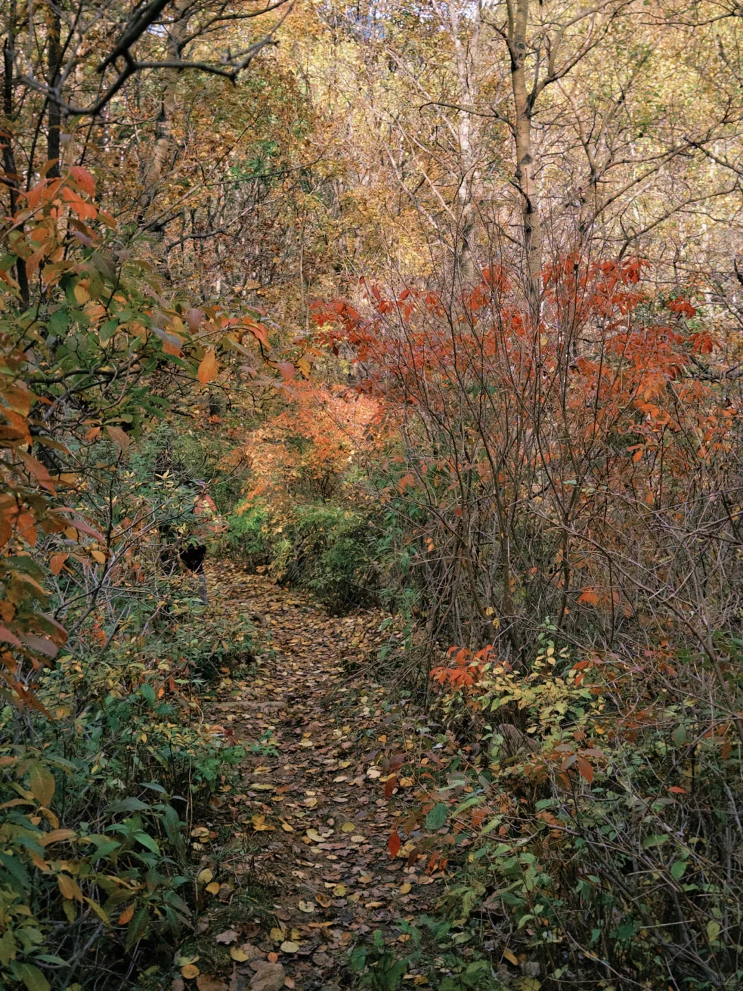 刚探的！喇叭沟门冰川景区徒步全攻略