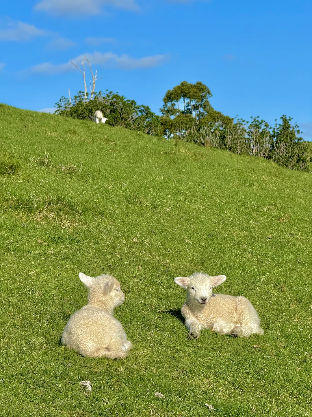 奥克兰已回，坚决不删！！！能劝一个是一个……