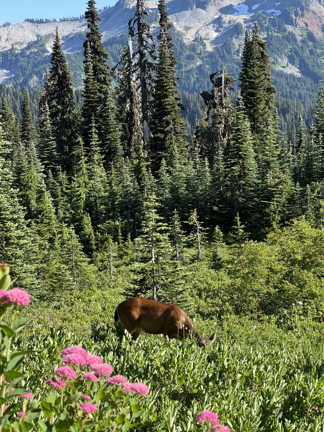 Rainier雷尼尔周末不排队