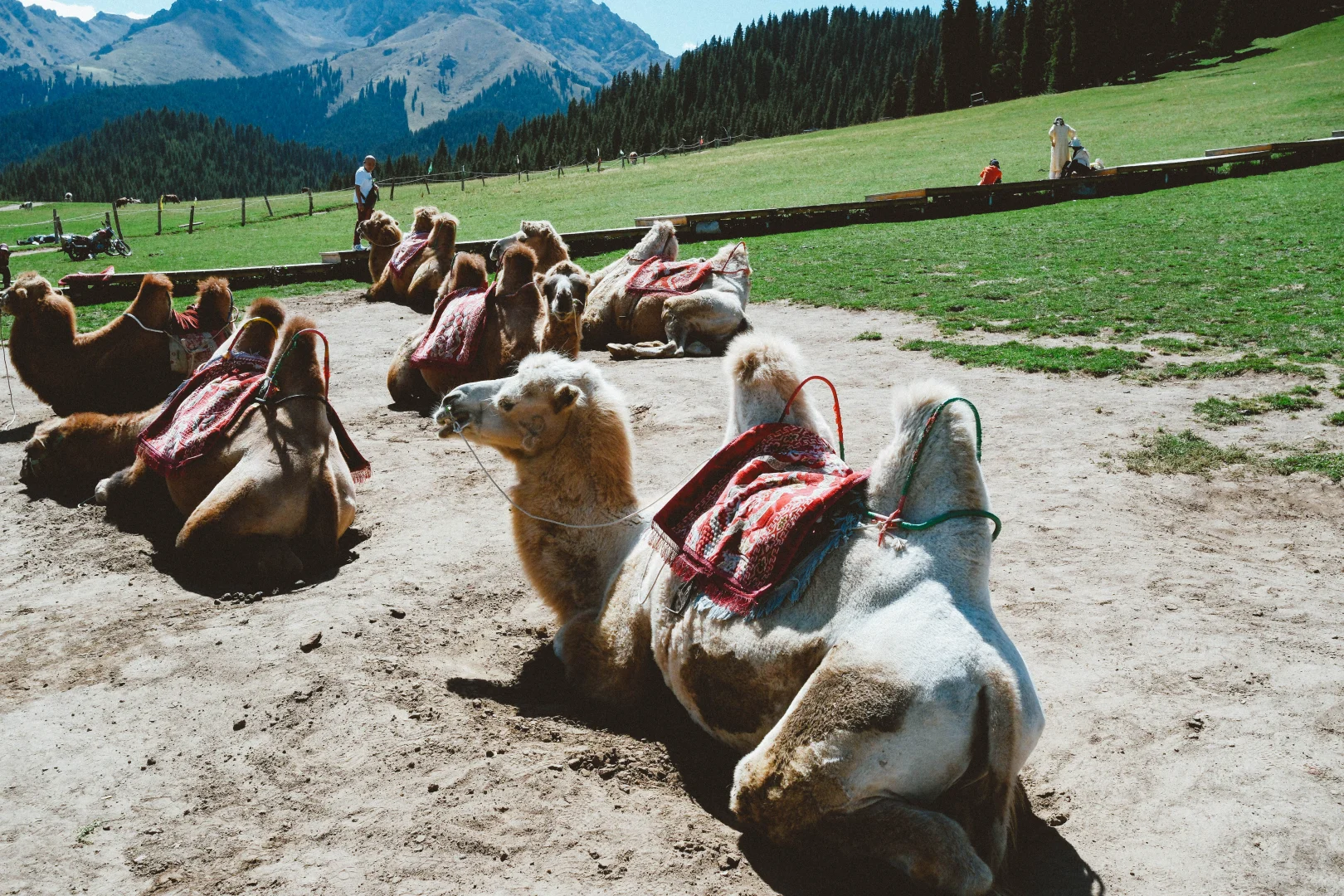 有草原的地方都好可爱呀！